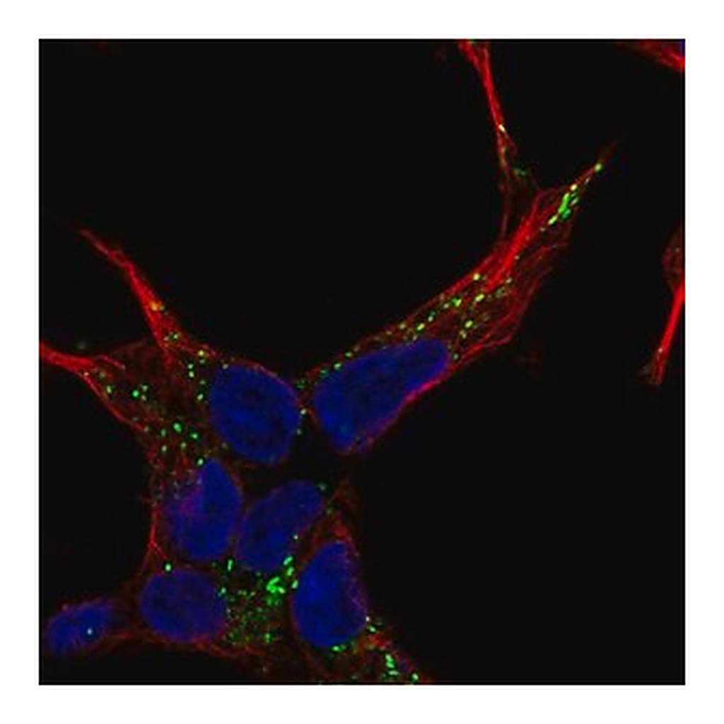 Merck Anti-NELL2 antibody produced in rabbit