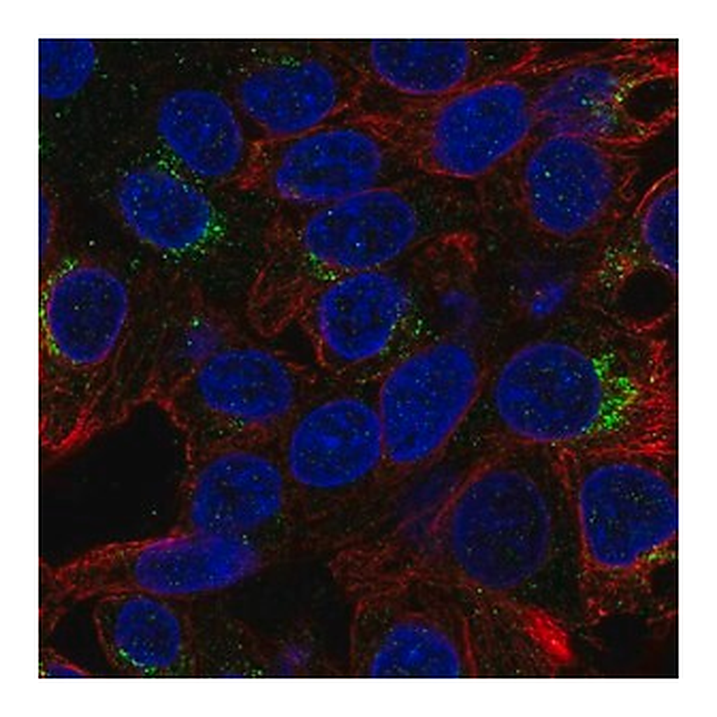 Merck Anti-MALRD1 antibody produced in rabbit
