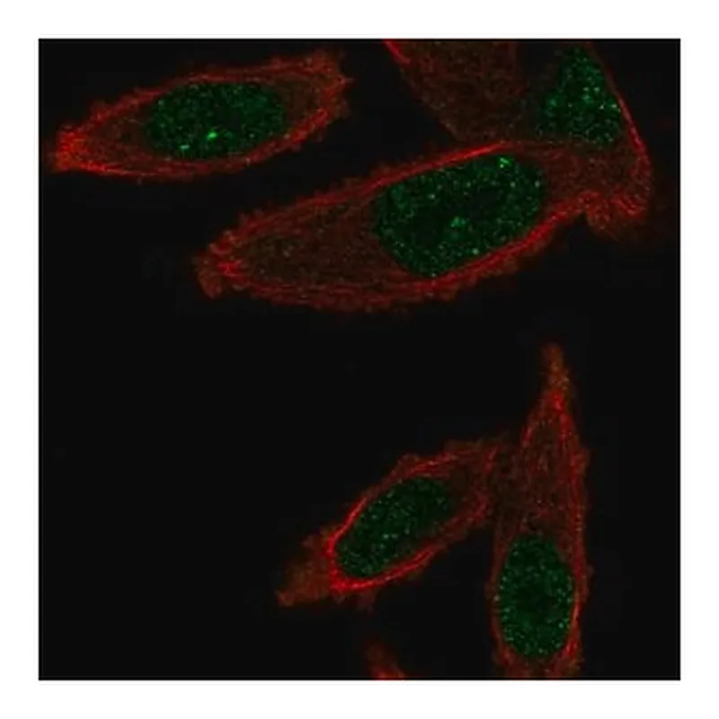 Merck Anti-GEMIN6 antibody produced in rabbit