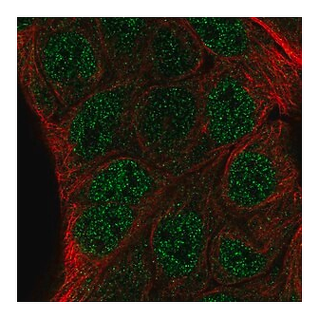 Merck Anti-ZNF488 antibody produced in rabbit