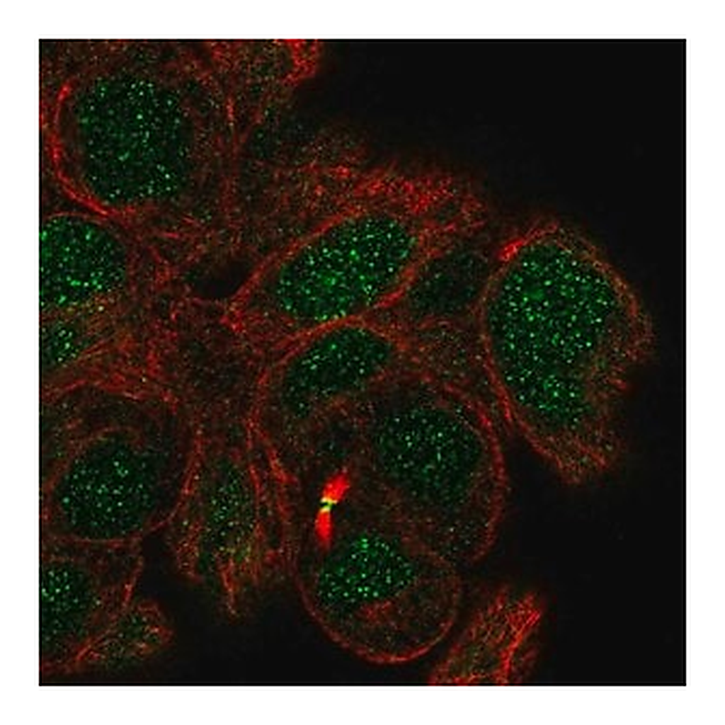 Merck Anti-MBD5 antibody produced in rabbit