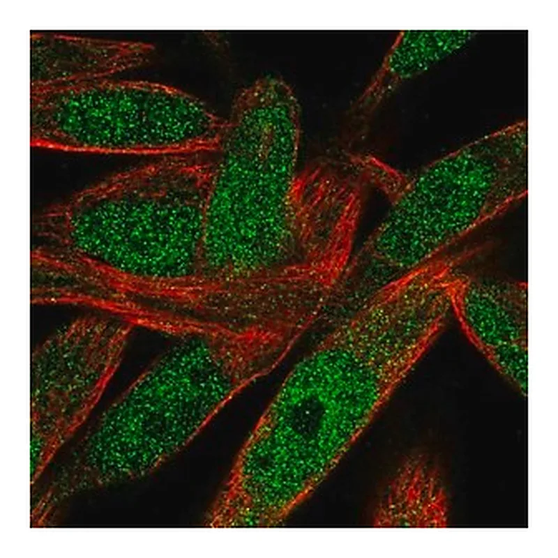 Merck Anti-POLN antibody produced in rabbit