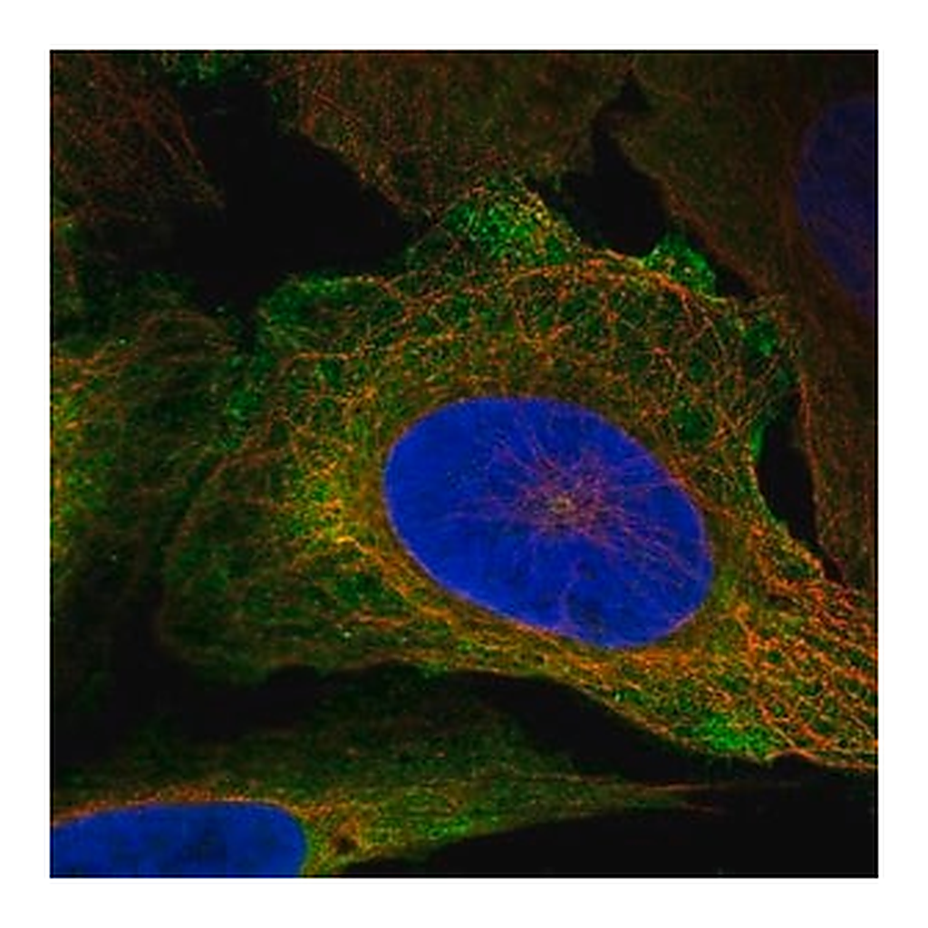 Merck Anti-CD48 antibody produced in rabbit