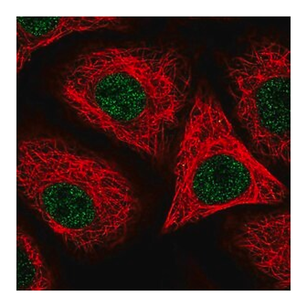 Merck Anti-ORAI2 antibody produced in rabbit