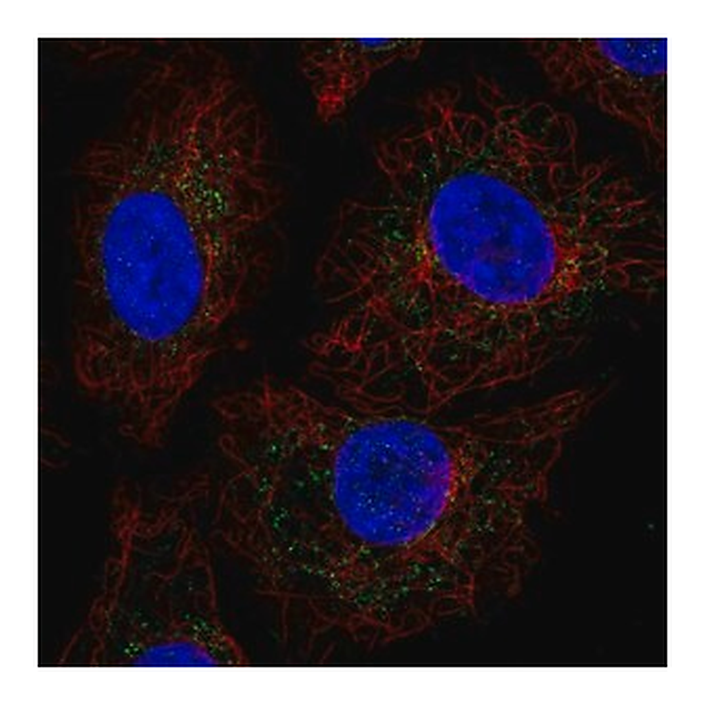 Merck Anti-GADD45GIP1 antibody produced in rabbit
