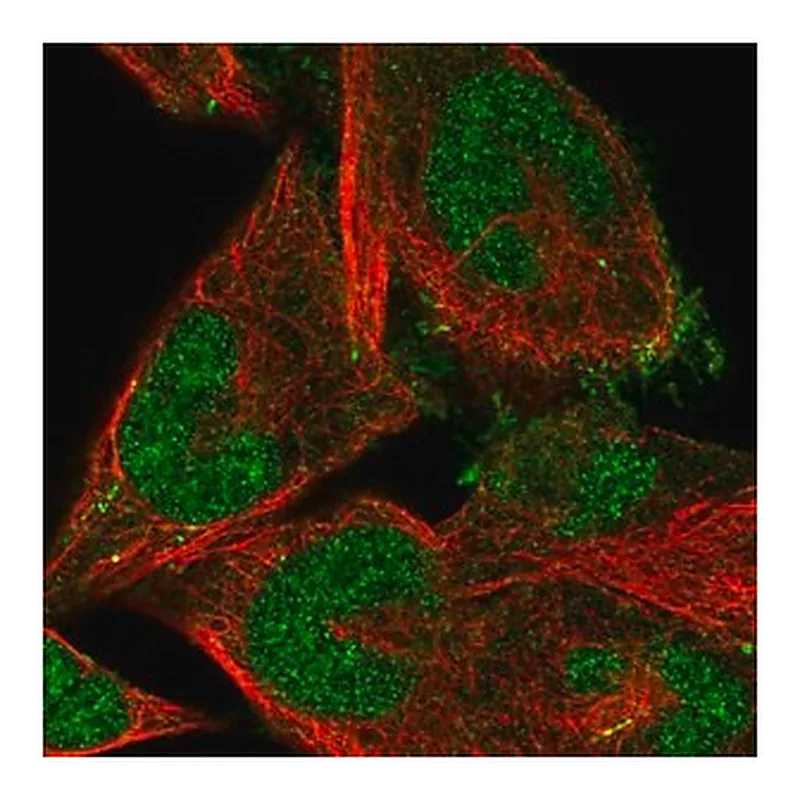 Merck Anti-FBXO41 antibody produced in rabbit