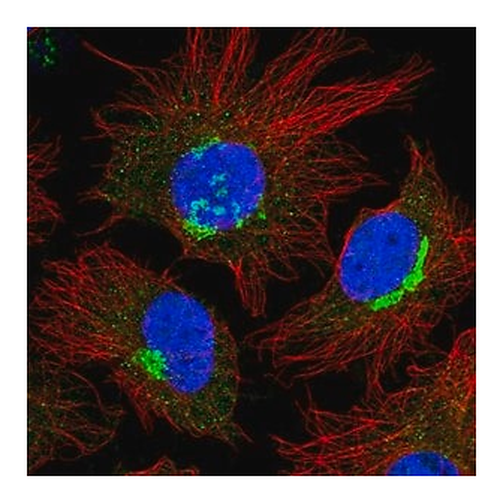Merck Anti-FKBP9 antibody produced in rabbit