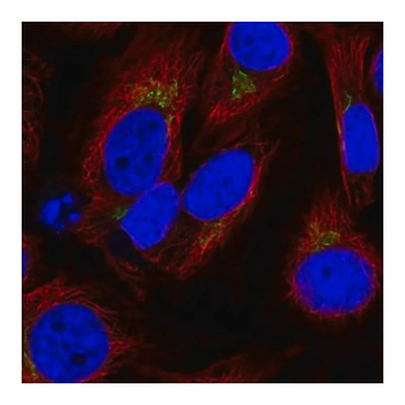 Merck Anti-SPCS1 antibody produced in rabbit