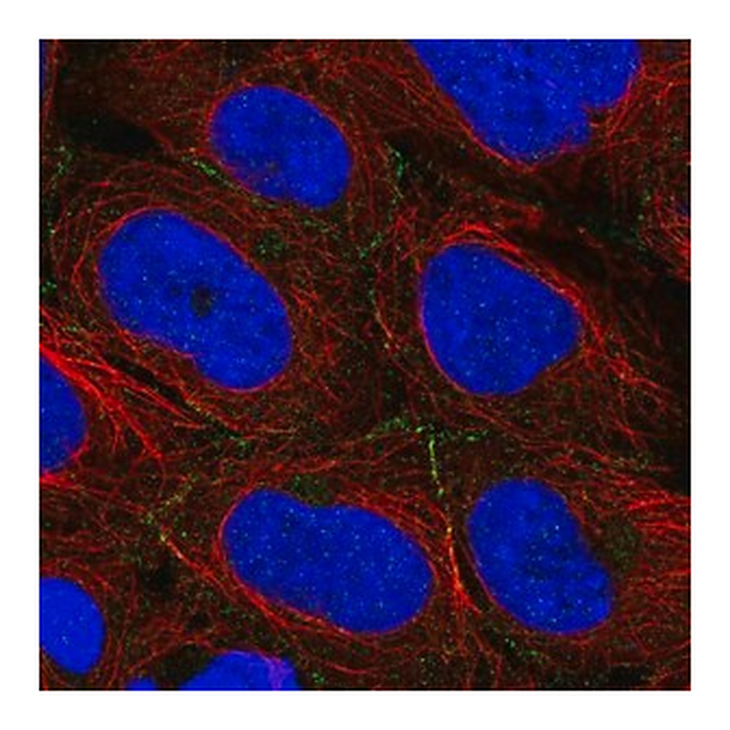 Merck Anti-ARVCF antibody produced in rabbit