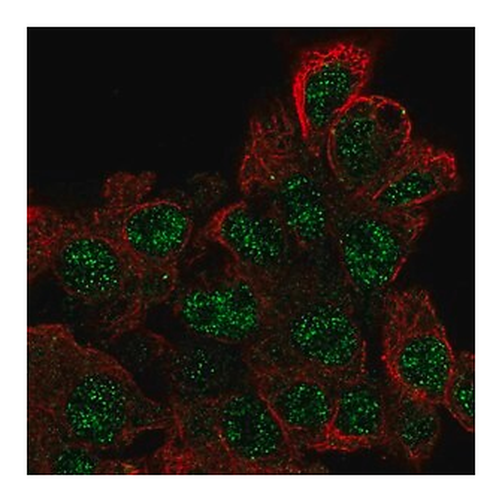 Merck Anti-EPOP antibody produced in rabbit