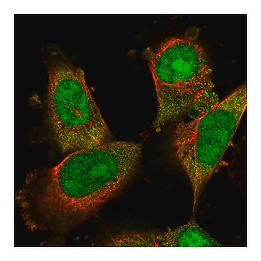 Merck Anti-DDA1 antibody produced in rabbit