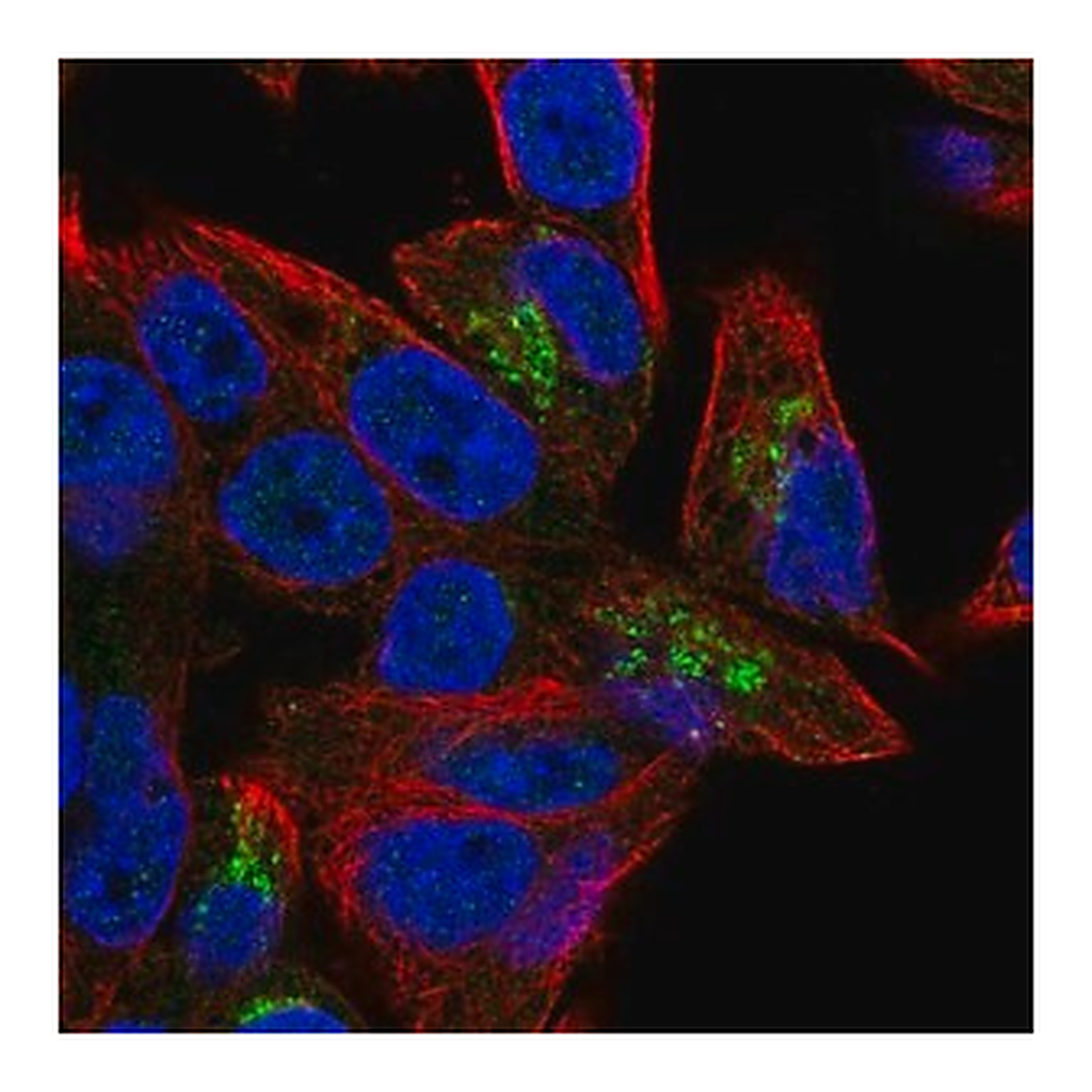 Merck Anti-PGPEP1 antibody produced in rabbit