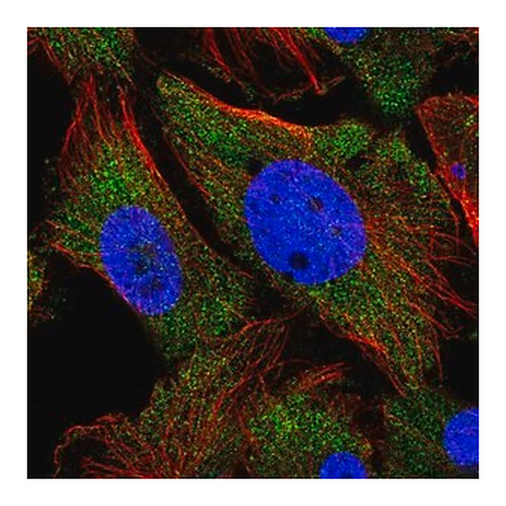 Merck Anti-ARHGEF9 antibody produced in rabbit