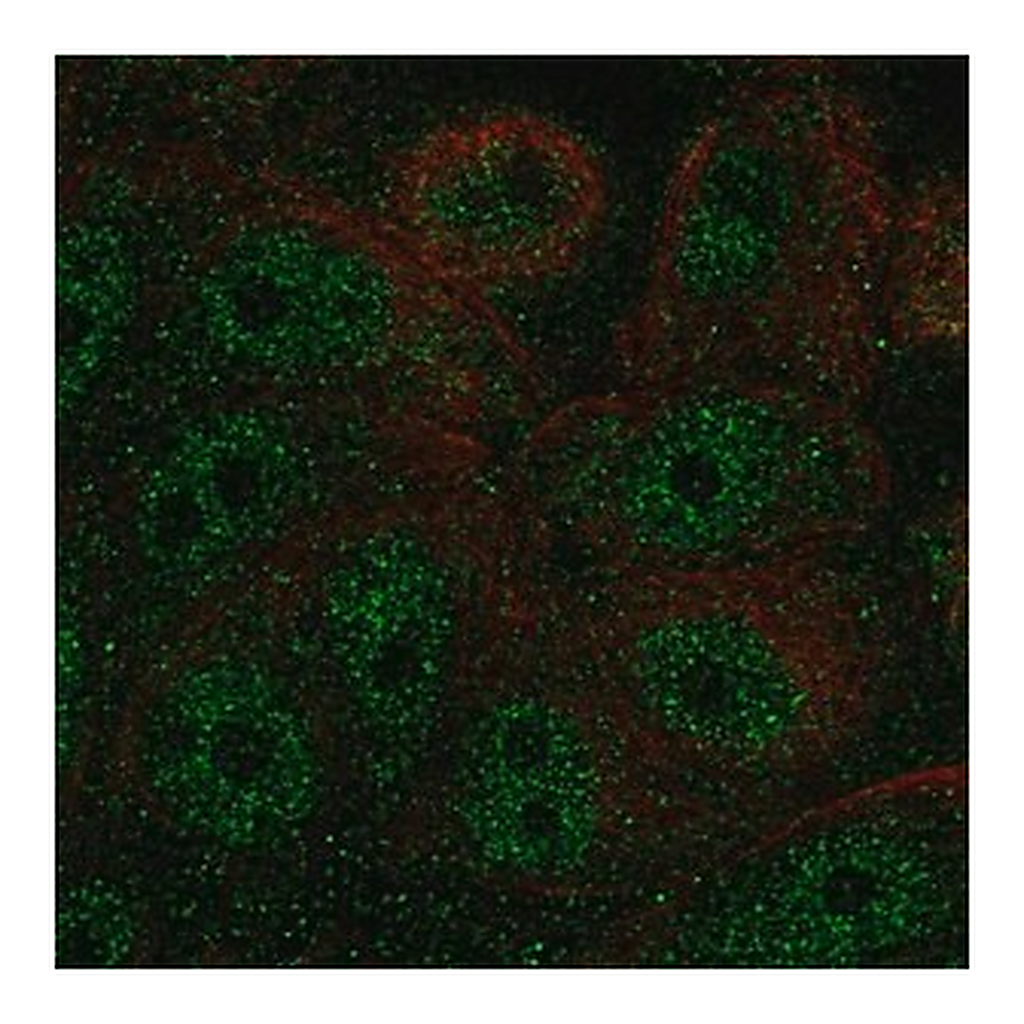 Merck Anti-FBP2 antibody produced in rabbit