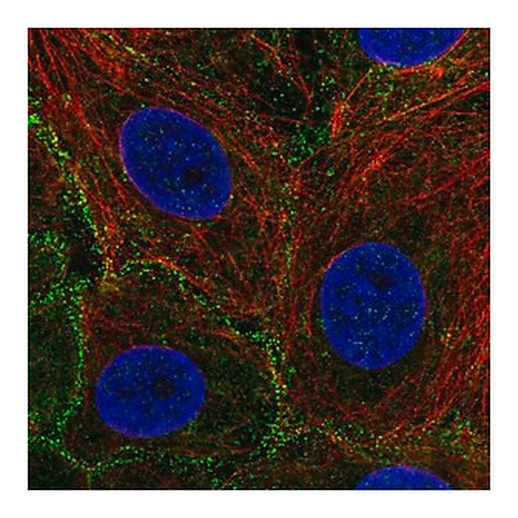 Merck Anti-EPS15L1 antibody produced in rabbit