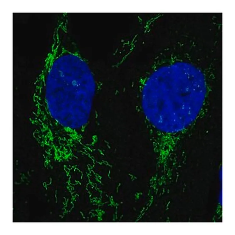 Merck Anti-NLGN2 antibody produced in rabbit