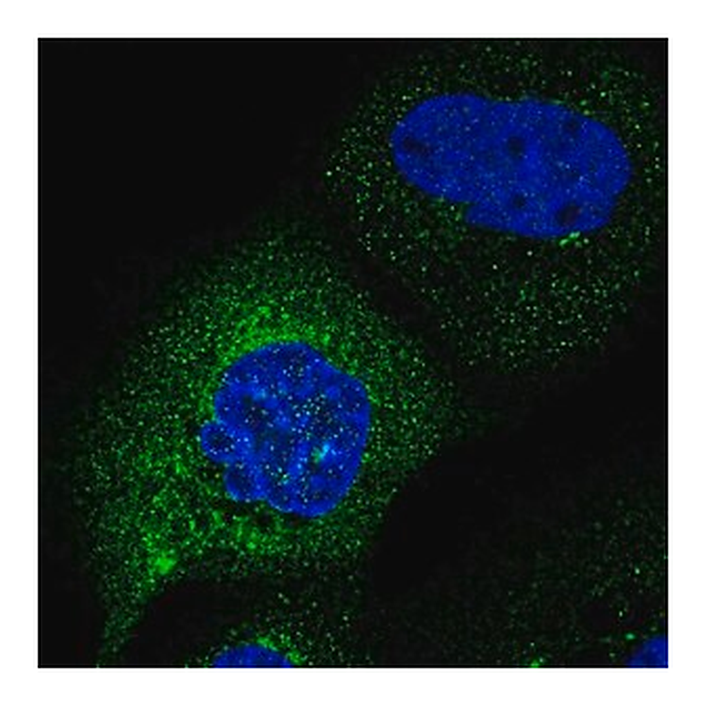 Merck Anti-C2orf76 antibody produced in rabbit