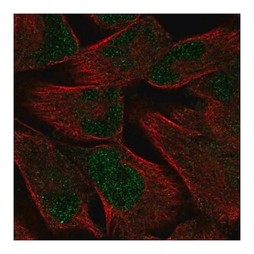Merck Anti-PKNOX2 antibody produced in rabbit