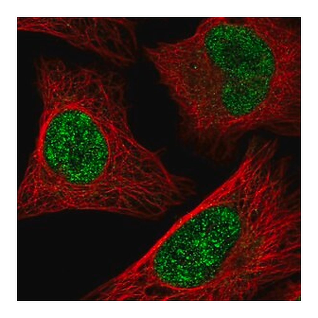 Merck Anti-ATF1 antibody produced in rabbit