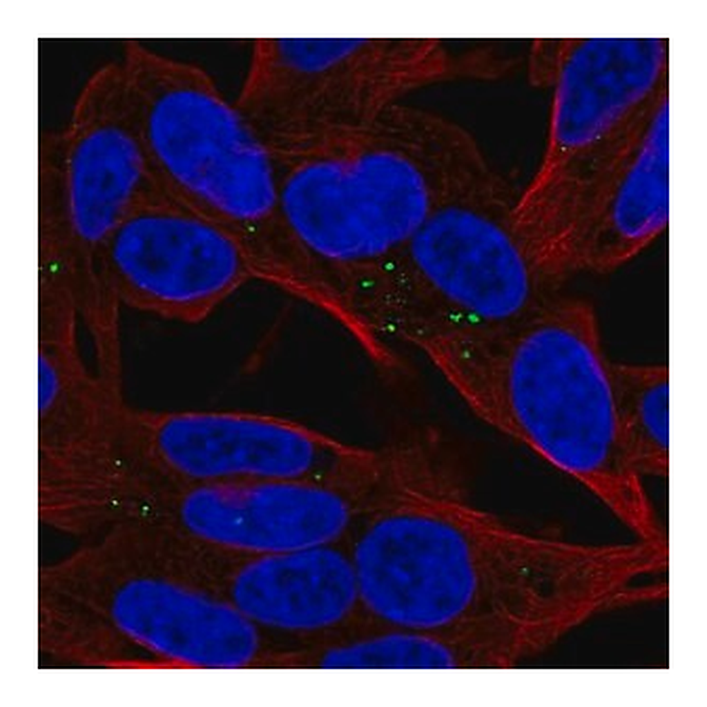 Merck Anti-APOL4 antibody produced in rabbit