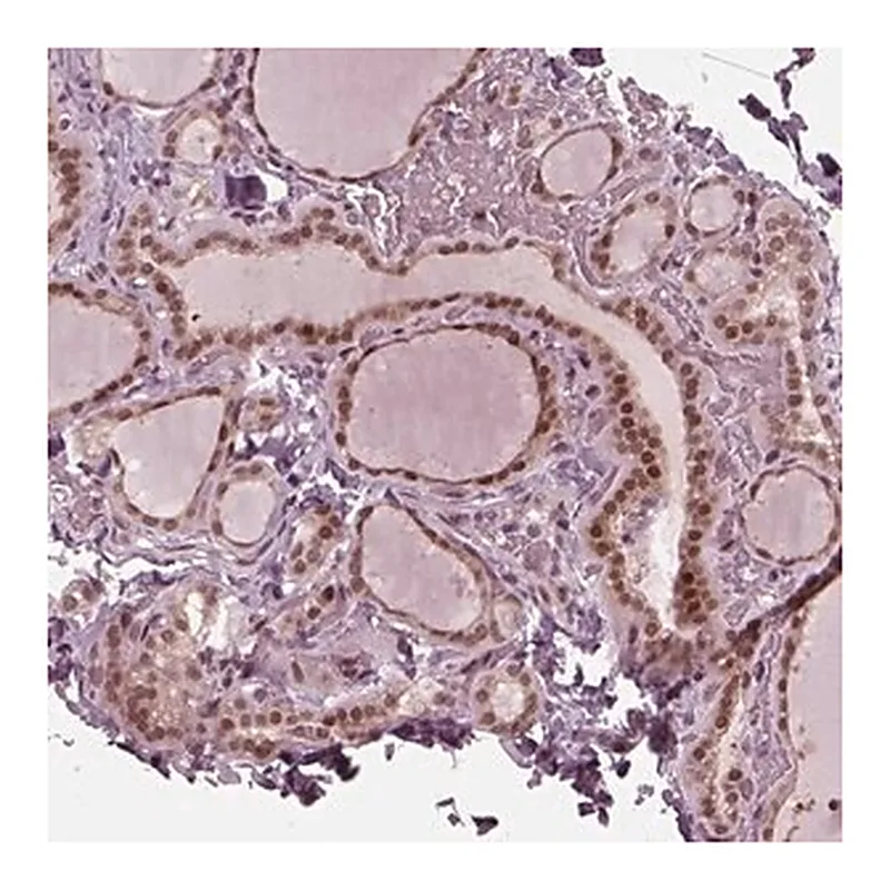 Merck Anti-TRIB3 antibody produced in rabbit