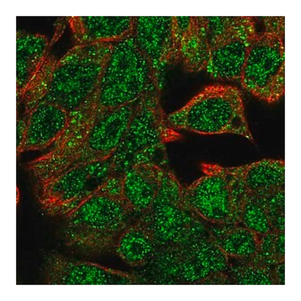 Merck Anti-HHEX antibody produced in rabbit