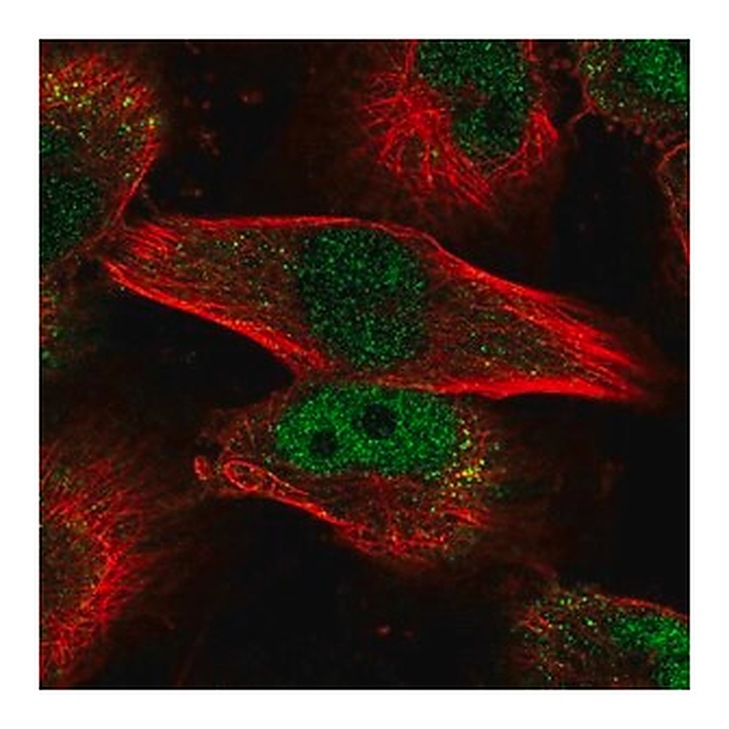 Merck Anti-MYBL2 antibody produced in rabbit