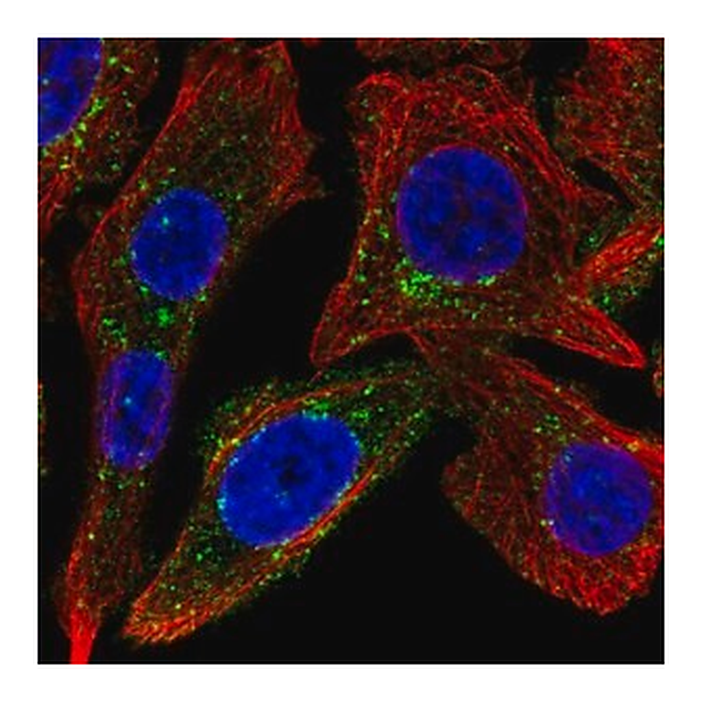 Merck Anti-SPRY4 antibody produced in rabbit