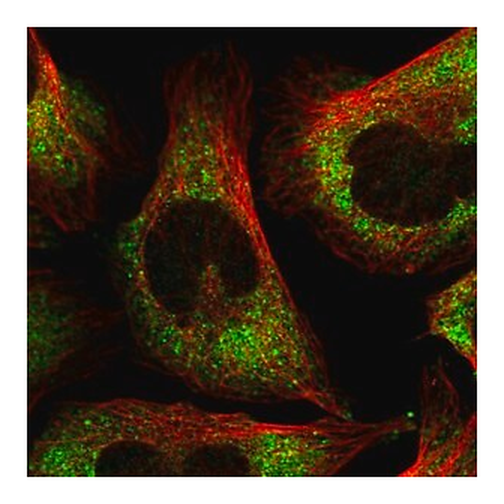 Merck Anti-FXR1 antibody produced in rabbit