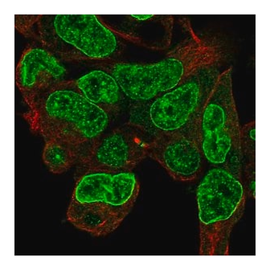 Merck Anti-CPD antibody produced in rabbit