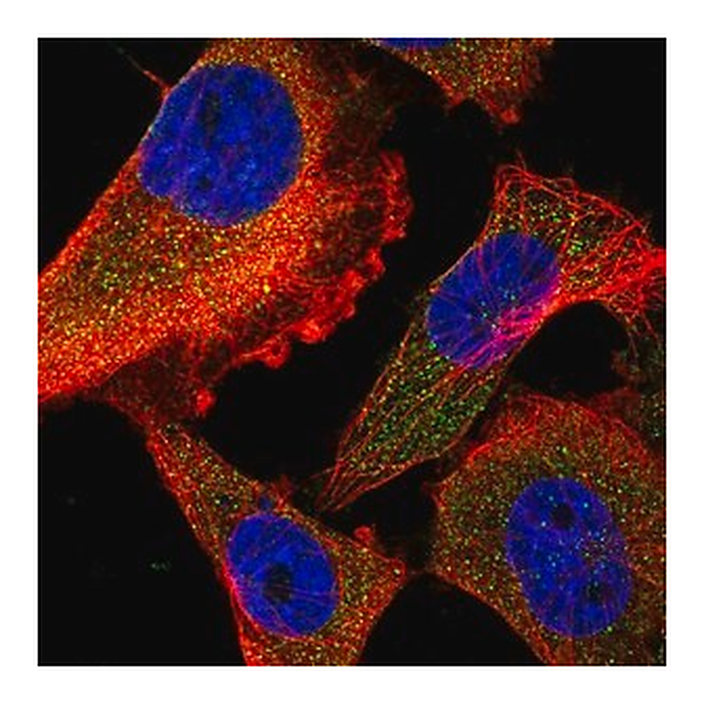 Merck Anti-FARP2 antibody produced in rabbit