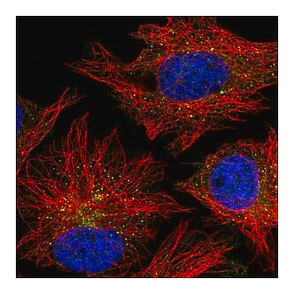 Merck Anti-CARD10 antibody produced in rabbit