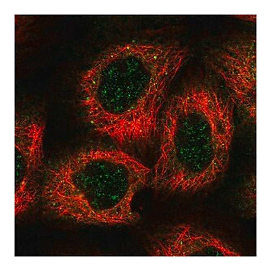 Merck Anti-HEATR5B antibody produced in rabbit