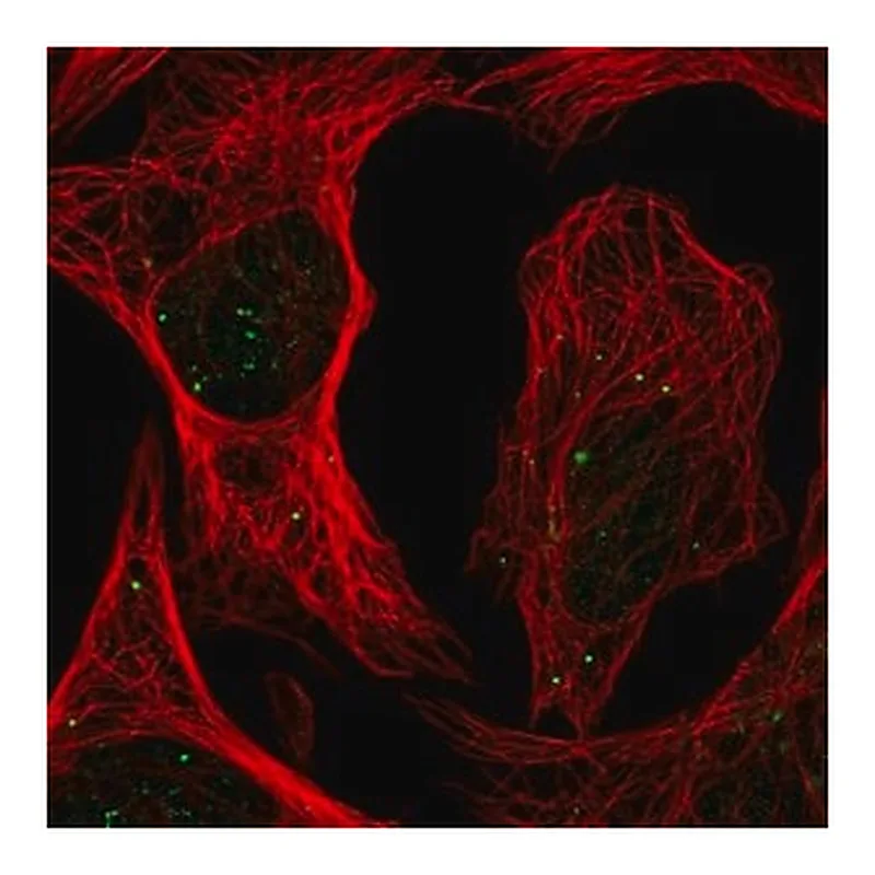 Merck Anti-PLAGL1 antibody produced in rabbit