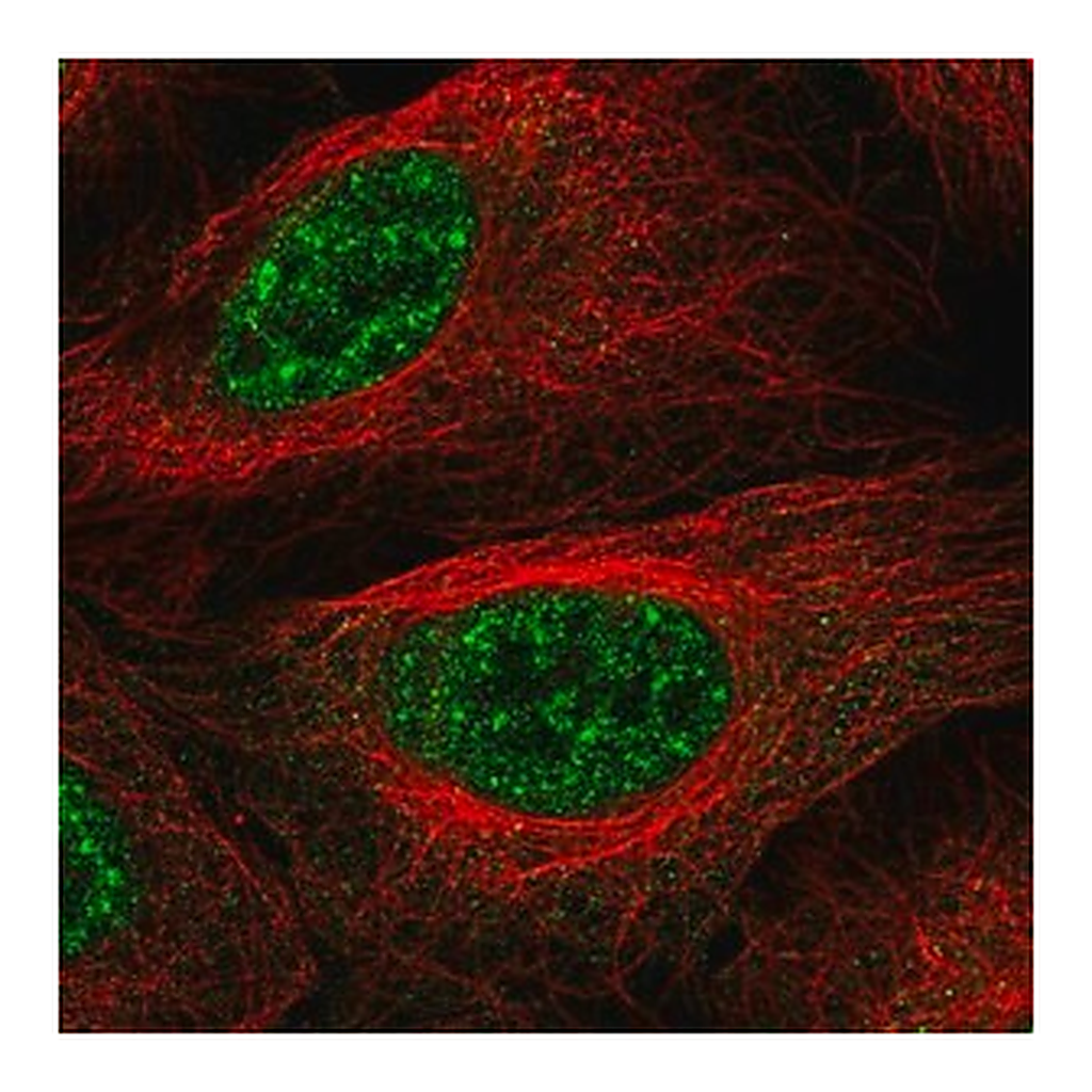 Merck Anti-LHX4 antibody produced in rabbit