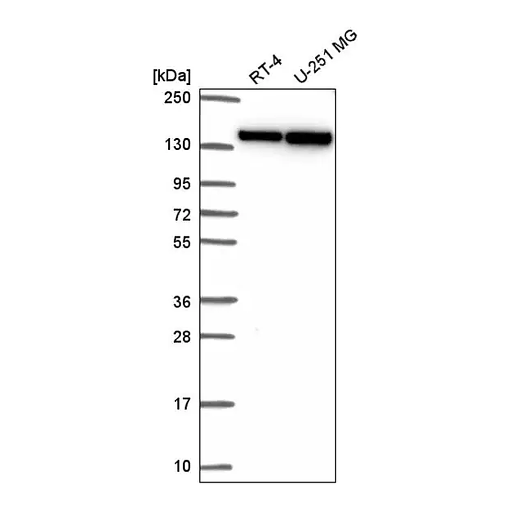 Merck Anti-DHX9 antibody produced in rabbit