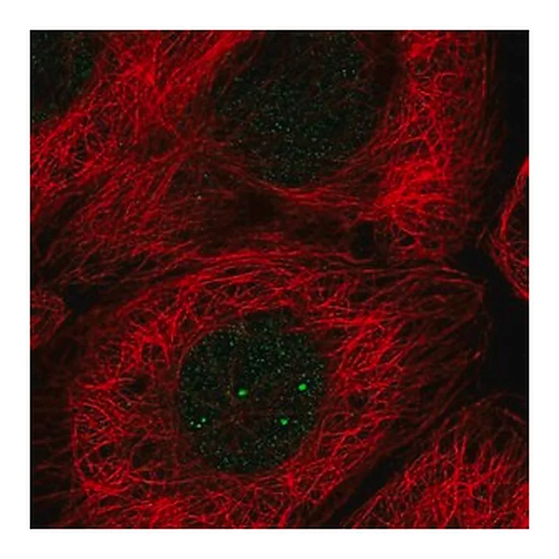 Merck Anti-E2F5 antibody produced in rabbit