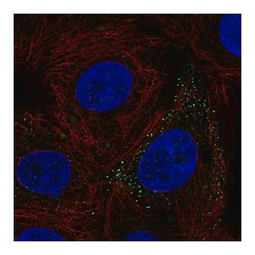 Merck Anti-FERMT3 antibody produced in rabbit