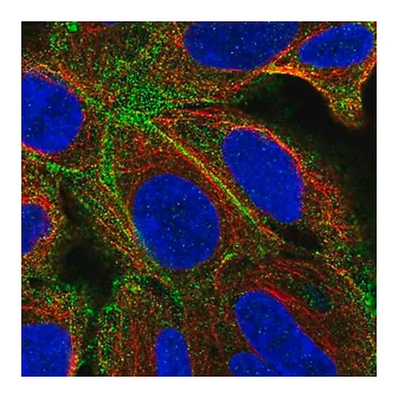 Merck Anti-TMEM50A antibody produced in rabbit