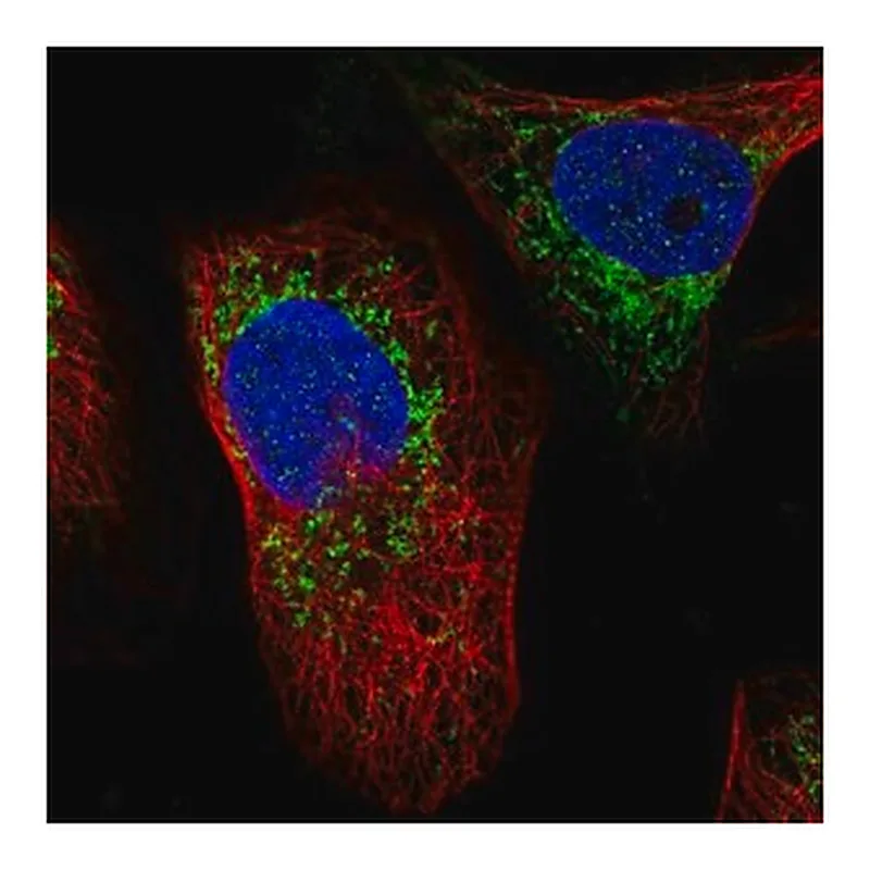 Merck Anti-ATAD3A antibody produced in rabbit
