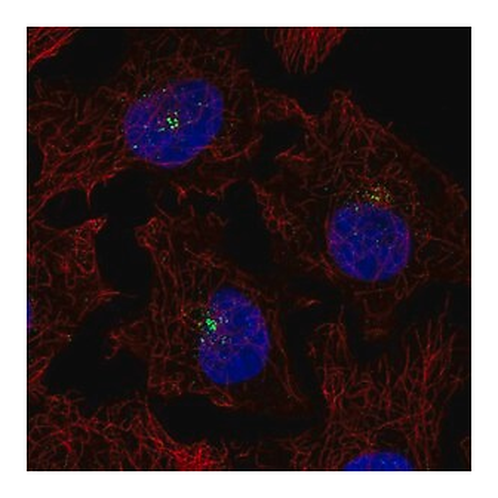 Merck Anti-PRKCQ antibody produced in rabbit