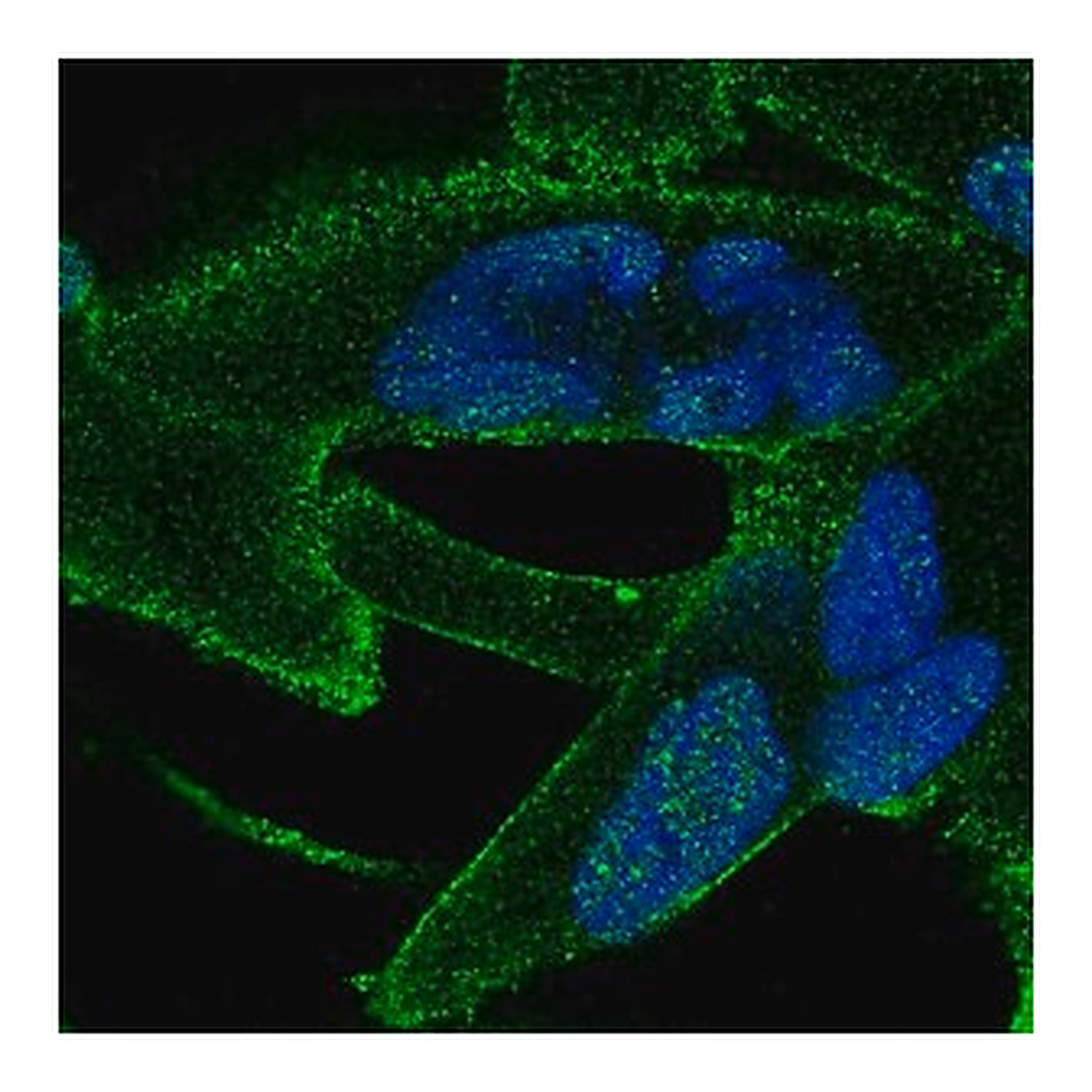 Merck Anti-ANKRA2 antibody produced in rabbit