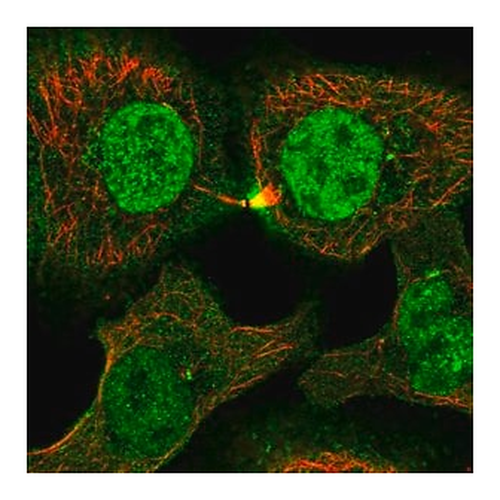 Merck Anti-PLEKHG3 antibody produced in rabbit