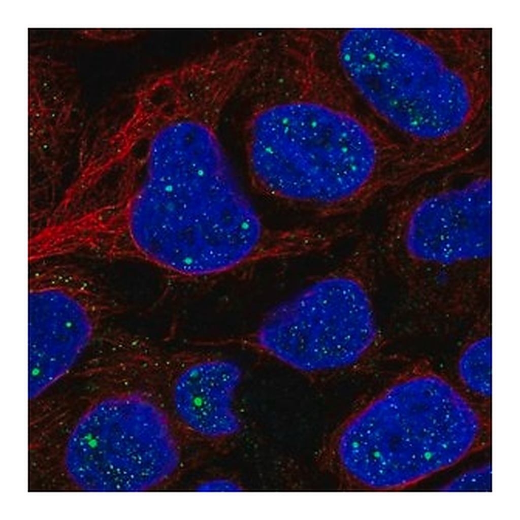 Merck Anti-AMER1 antibody produced in rabbit