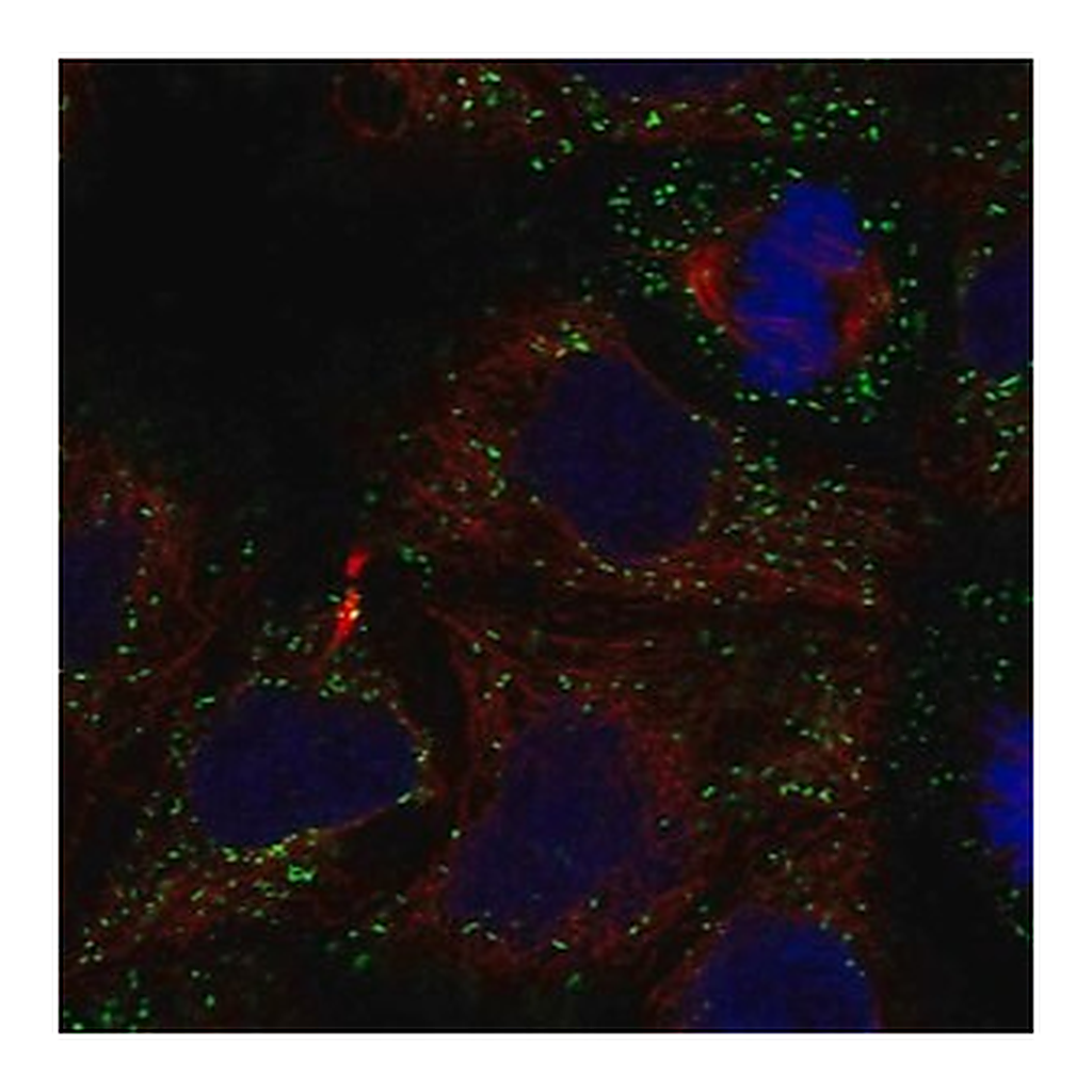 Merck Anti-GLTPD2 antibody produced in rabbit