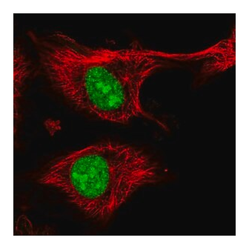 Merck Anti-ZFP91 antibody produced in rabbit