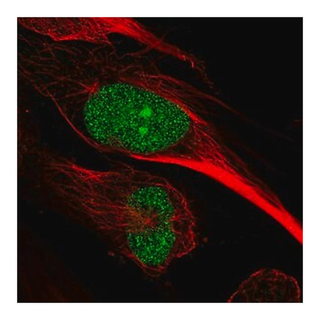 Merck Anti-ARNTL2 antibody produced in rabbit