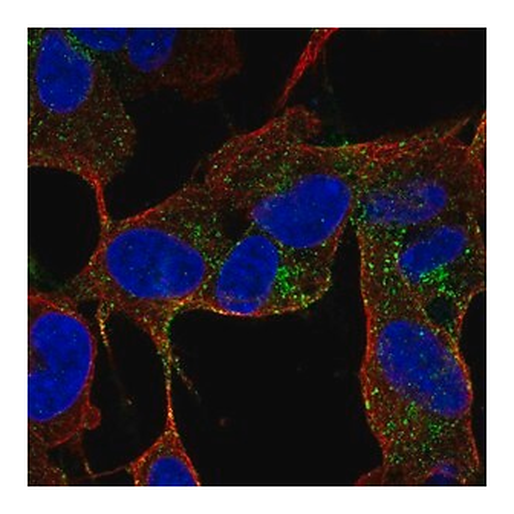Merck Anti-CACNG4 antibody produced in rabbit