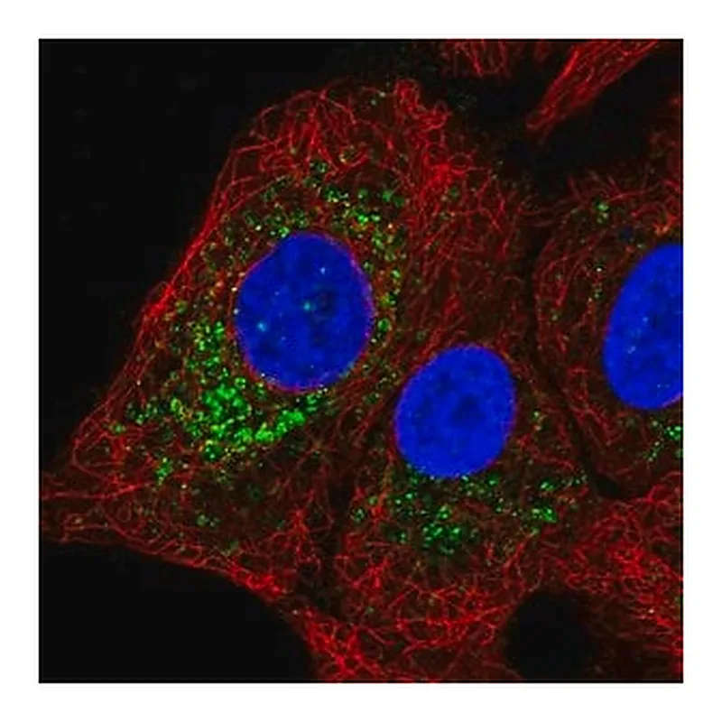 Merck Anti-GGT1 antibody produced in rabbit