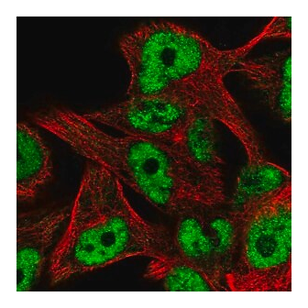 Merck Anti-ZNF559 antibody produced in rabbit